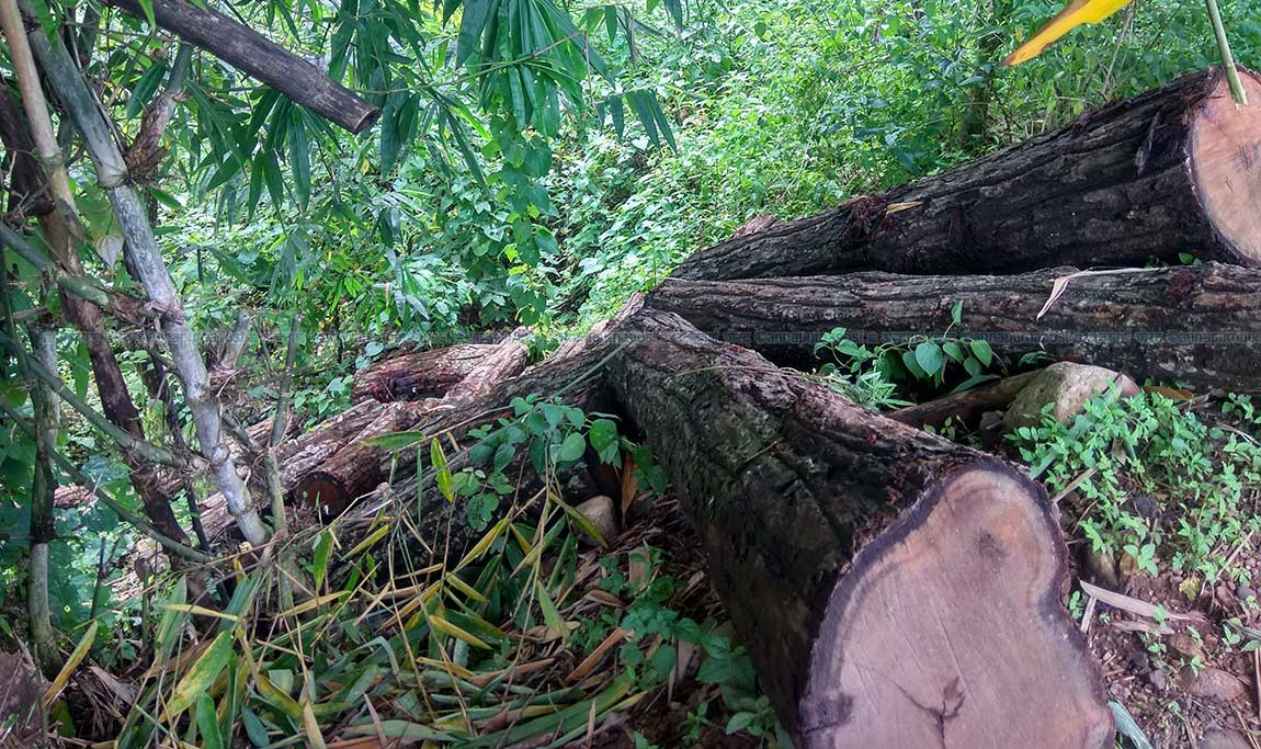 वन फडानी प्रकरण : अनुसन्धान सुरु