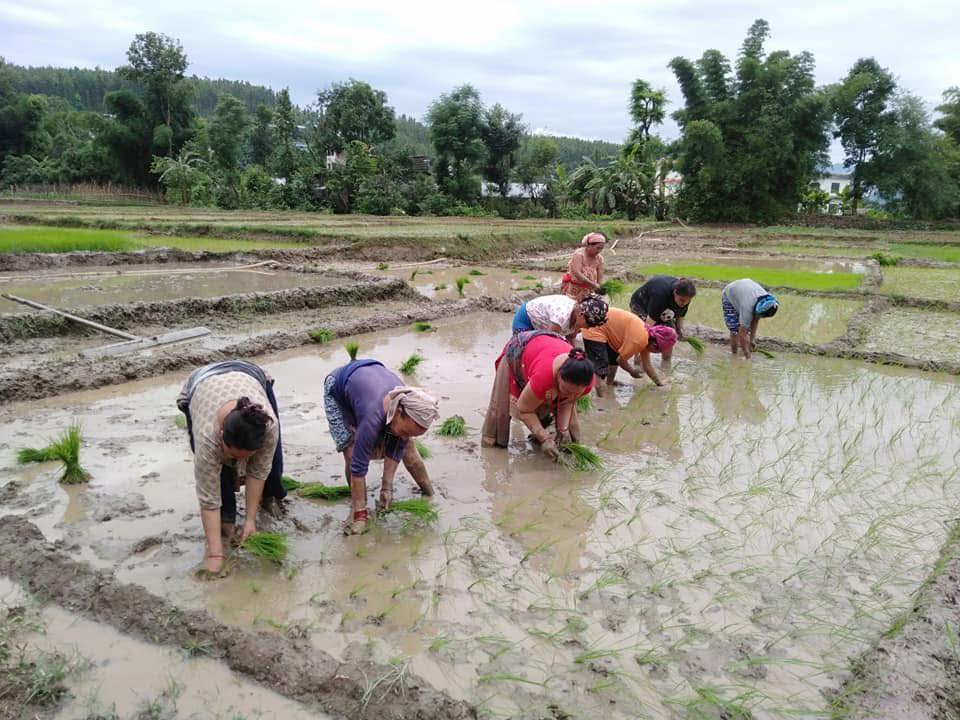 हिलोमा रमाउने पर्व, असार १५