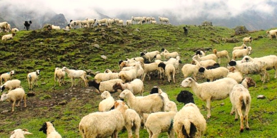 जुम्लामा बाढीपहिरोले १२ सयभन्दा बढी भेडा बगायो