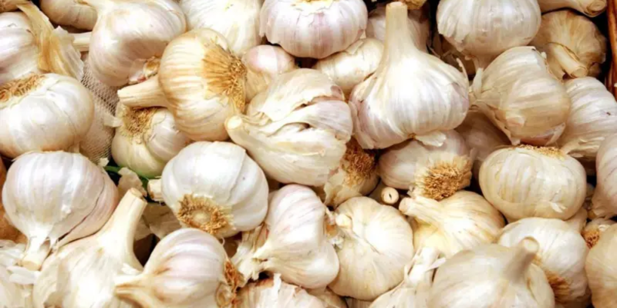 संसारभरका परिकारदेखि उपचारसम्म प्रयोग गरिन्छ लसुन